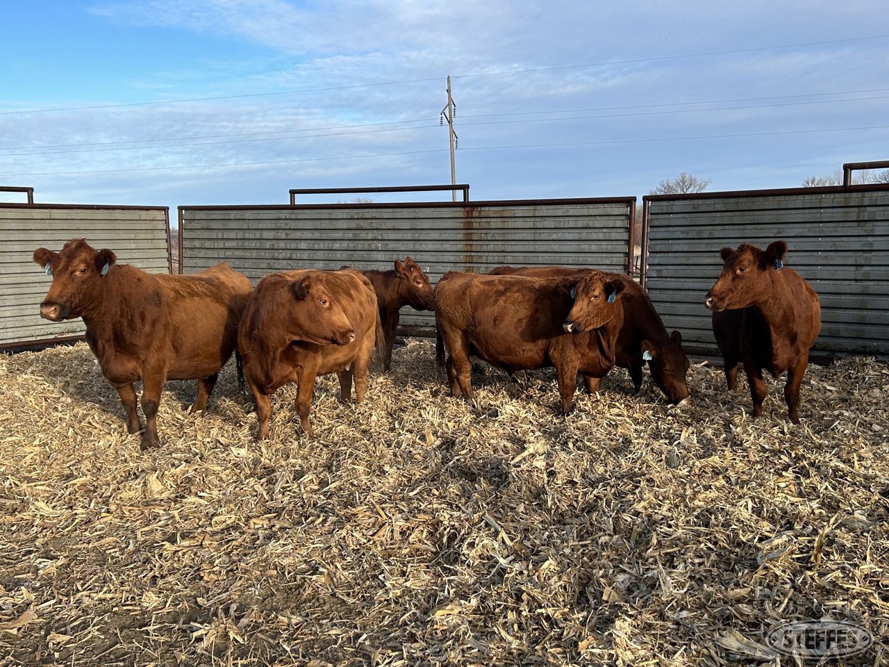 (6) Young Red Angus cows